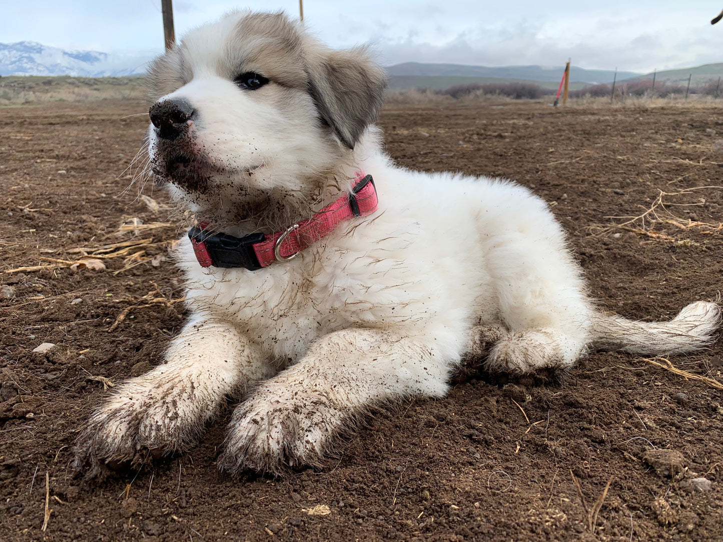 Guatemala Medium Roasted Coffee Beans