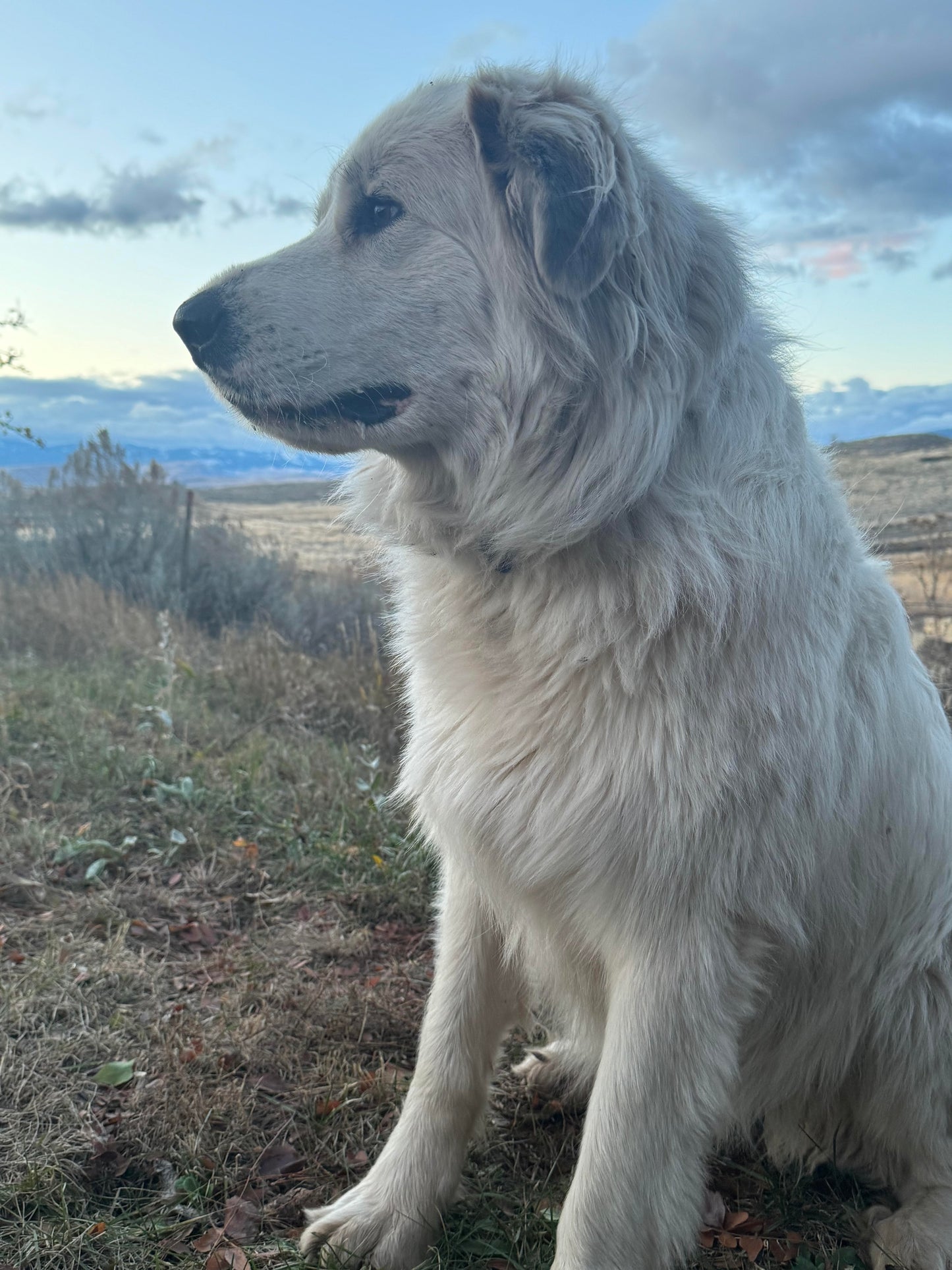 The Lucy Roast, Mexico Chiapas Medium Roasted Coffee Beans