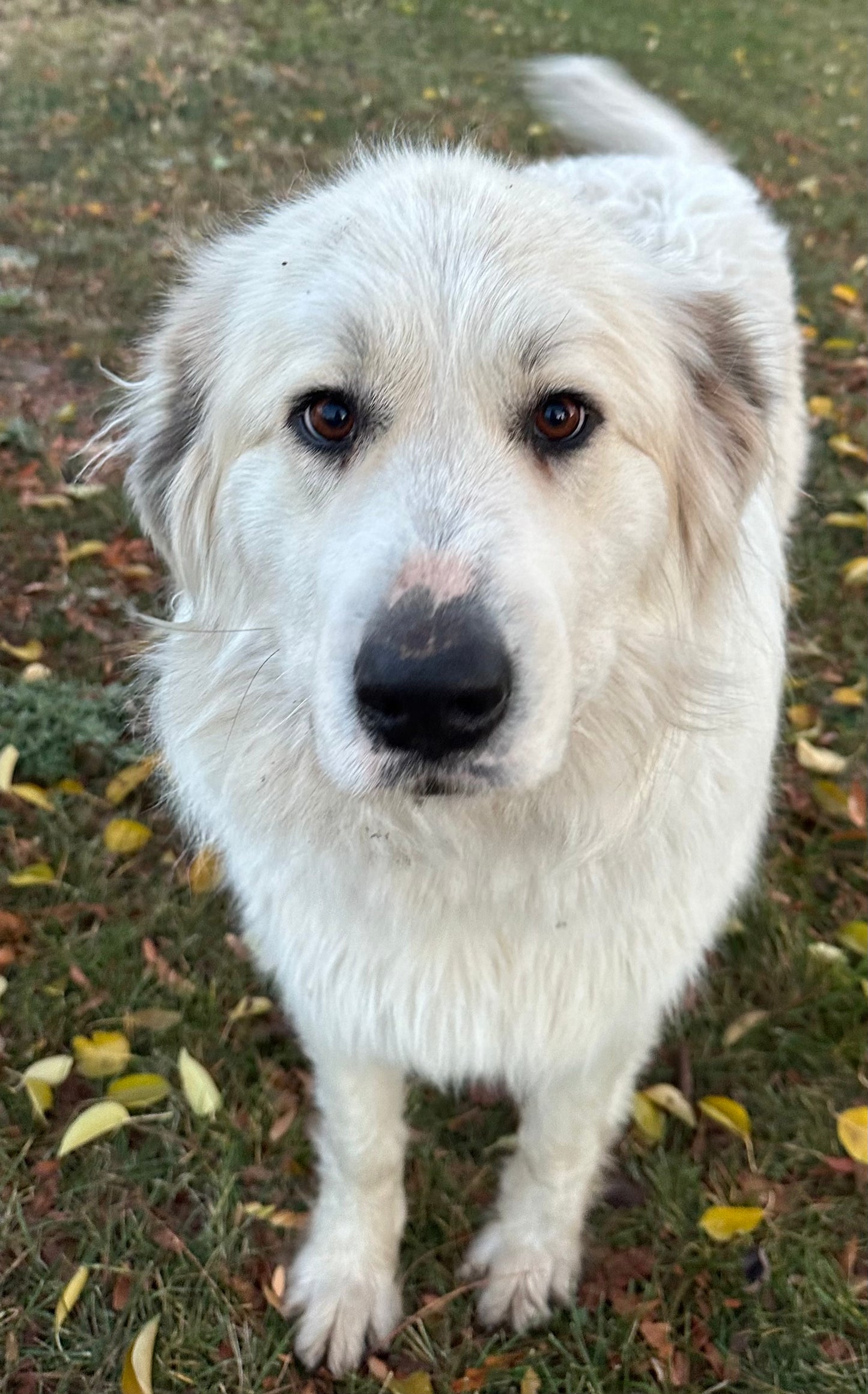 Costa Rica  Medium Roast Whole Bean